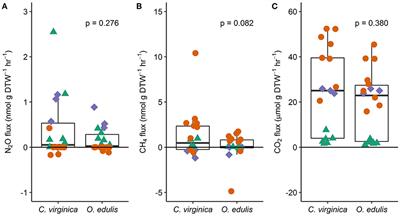 Greenhouse Gas Emissions From Native and Non-native Oysters